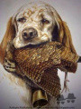 Setter Anglais RADENTIS SONIA Setter Anglais RADENTIS SONIA